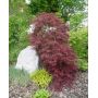 Graines d'acer dissectum aka shidare