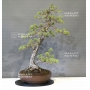 pinus-pentaphylla-ref-26090131