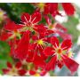 saxifraga-fortunei-beni-tsukasa