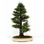 cryptomeria-du-japon-ref-14020147
