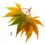 graines-d-acer-amoenum-yugure