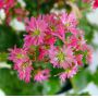 saxifraga-fortunei-toshorin