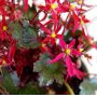 saxifraga-fortunei-beni-tengu