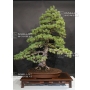 pinus-pentaphylla-zuisho-ref-14100143