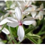 rhodohypoxis-alba-pot-1-4-litre