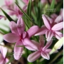 rhodohypoxis-baurii-select-pot-1-4-litre