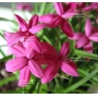 rhodohypoxis-claudia-pot-1-4-litre