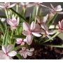 rhodohypoxis-harlequin-pot-1-4-litre