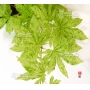 acer-sieboldianum-kumoi-nishiki