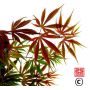 shi-en