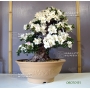 rhododendron-kaho-ref-08070151