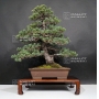 pinus-pentaphylla-zuisho-ref-24020165