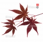 acer-amoenum-seeds-ariake-nomura