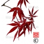 Graines d'Acer amoenum booskoop glory