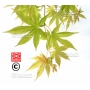 acer-palmatum-seeds-jiro-shidare