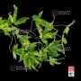 Graines d'Acer palmatum kasen nishiki