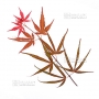 graines-d-acer-matsumurae-red-cloud