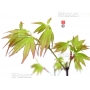 graines-d-acer-palmatum-takao