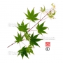 graines-d-acer-palmatum-versicolor
