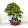 acer-buergerianum-ref-28060173