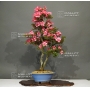 rhododendron-chinzan-ref-23060175