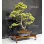 pinus-pentaphylla-du-japon-ref-10070171