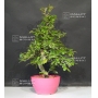aubepine-crataegus-laevigata-ref-11080172