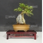 premna-japonica-ref-14080176