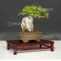 premna-japonica-ref-140801717
