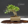 premna-japonica-ref-23080174