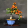pyracantha-angustifolia-ref-20100172