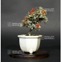cotoneaster-m-variegata-ref-20100176