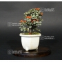 cotoneaster-m-variegata-ref-20100177