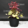 saxifraga-fortunei-beni-nishiki