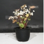 saxifraga-fortunei-chira-ume