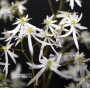 saxifraga-fortunei-iyo-hakusui