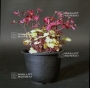 saxifraga-fortunei-aka-boshi