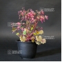 saxifraga-fortunei-masami
