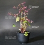 saxifraga fortunei mikawa beni
