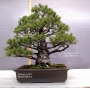 pinus-pentaphylla-ref-24110171