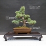 pinus-pentaphylla-25020183