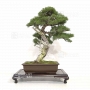 juniperus-chinensis-var-itoigawa-28020184