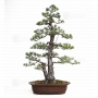 pinus-pentaphylla-ref-3030182