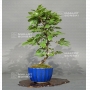 carpinus-laxiflora-22050181