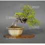ulmus-parvifolia-variegata-22050184