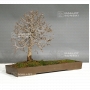 zelkova-serata-20040181