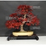 acer-palmatum-deshojo-2807017