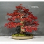 acer-palmatum-seigen-18040123