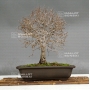 zelkova-serata-17040183