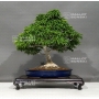 acer-palmatum-shishigashira-23040182